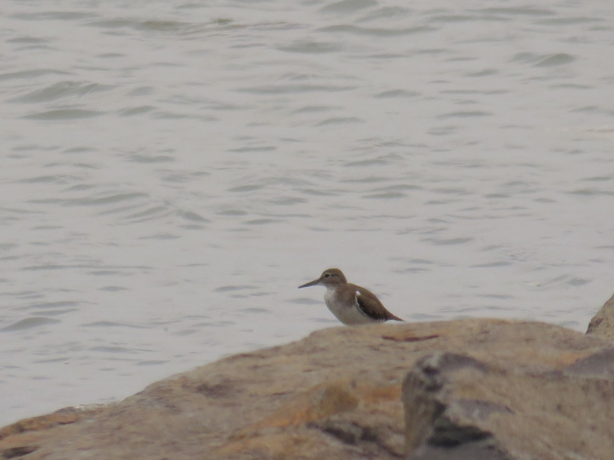 Перевозчик - ML646499307