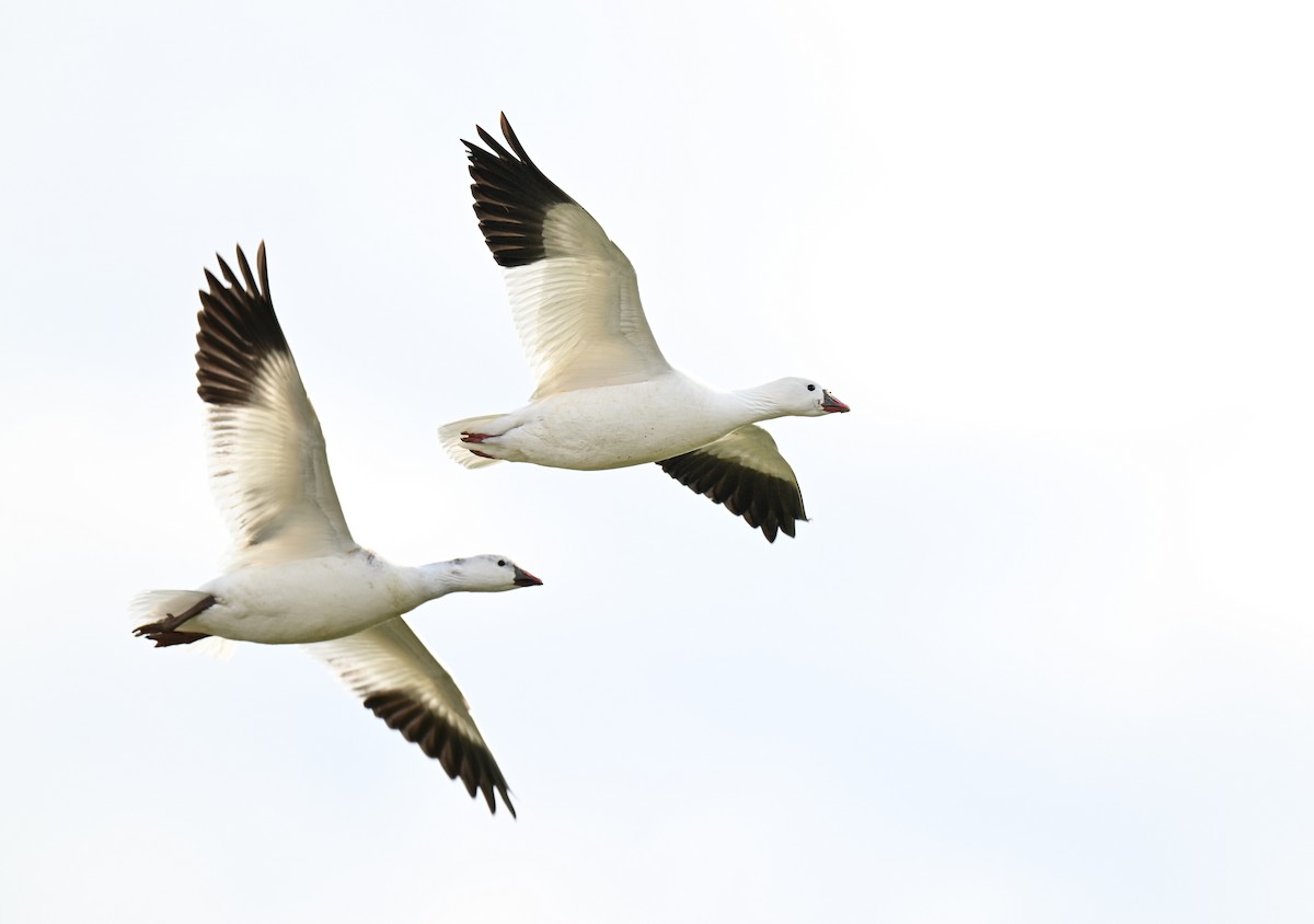 Ross's Goose - ML646499310