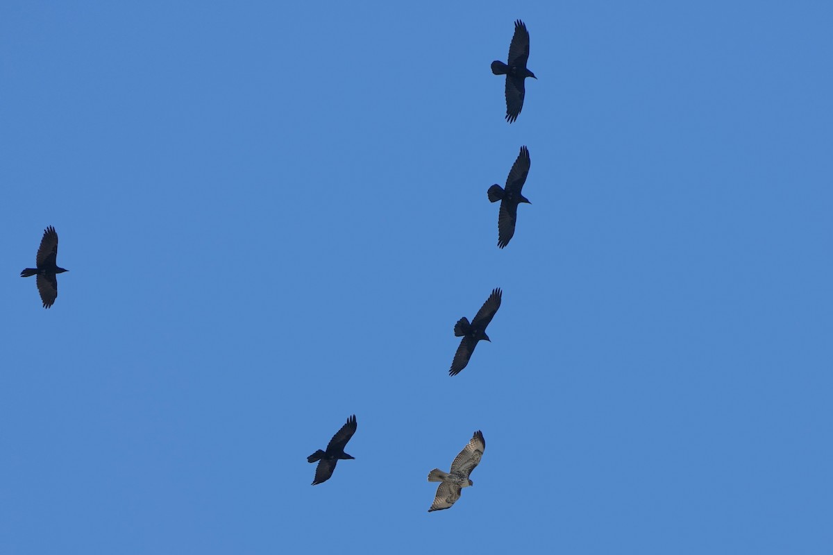 rødstjertvåk - ML646499312