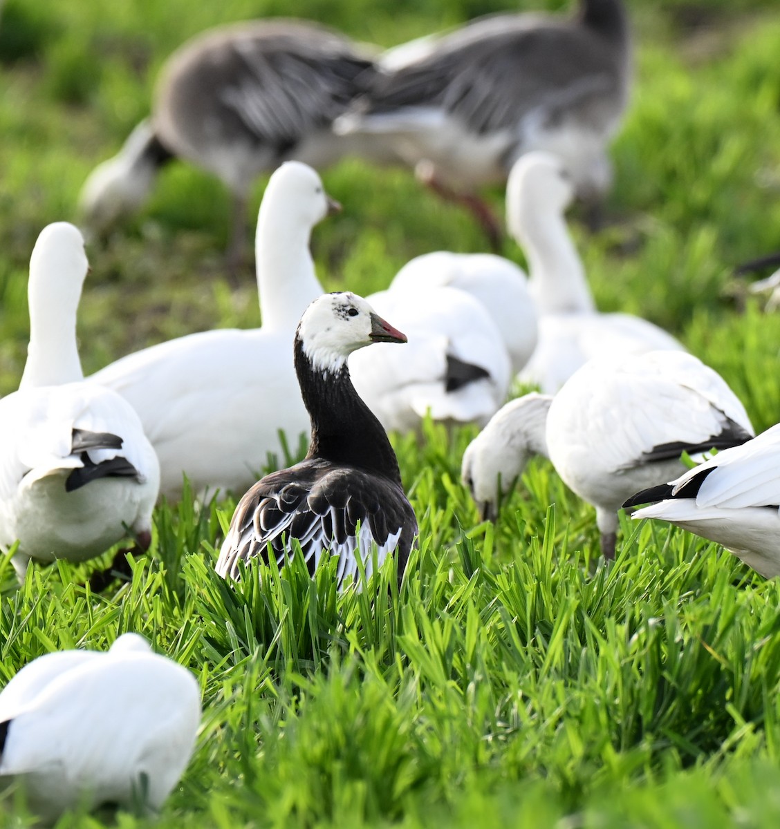 Ross's Goose - ML646499313