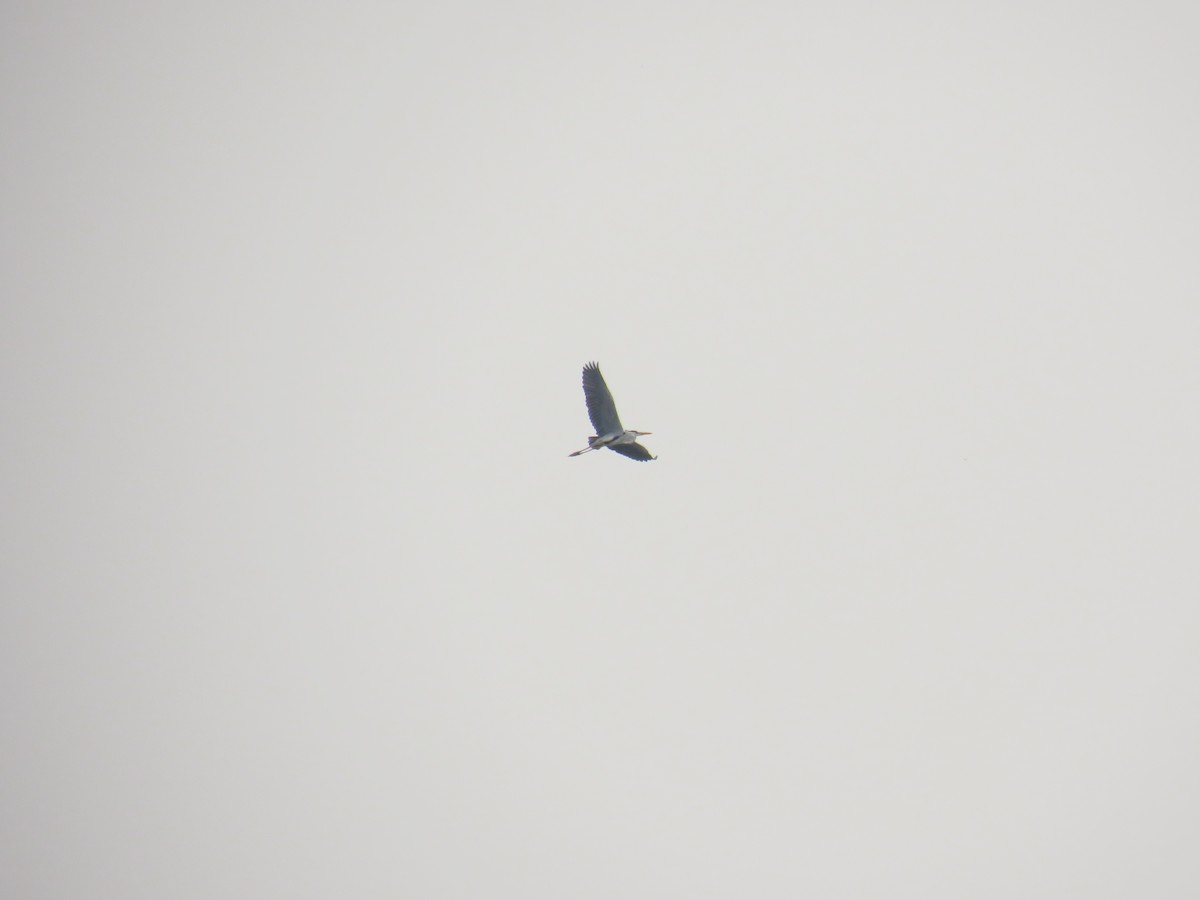 Серая цапля - ML646499314