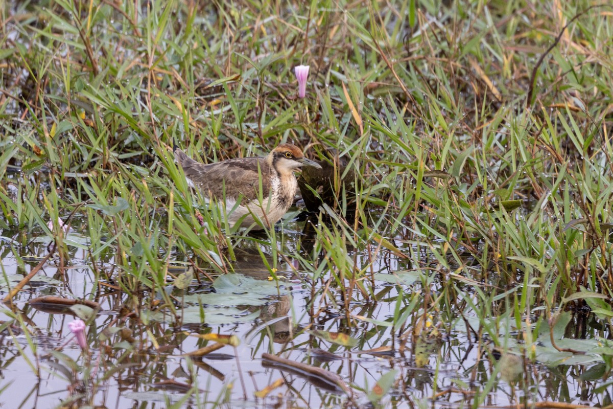 Pheasant-tailed Jacana - ML646499317