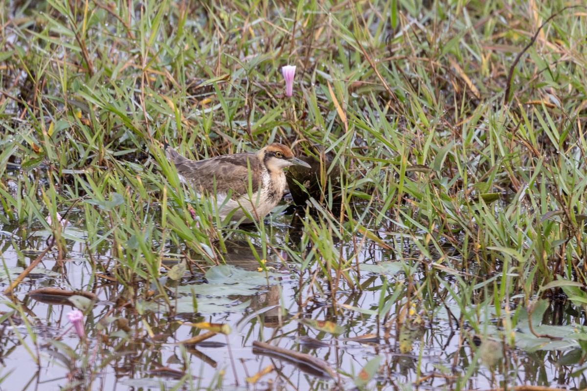 Pheasant-tailed Jacana - ML646499318