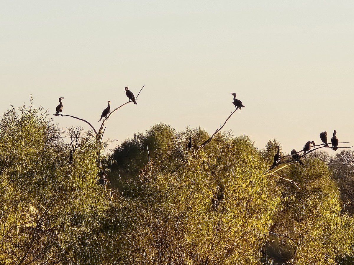 Ушастый баклан - ML646499319