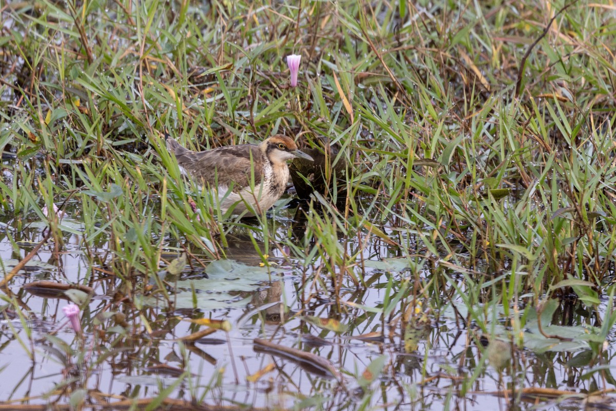 Pheasant-tailed Jacana - ML646499320