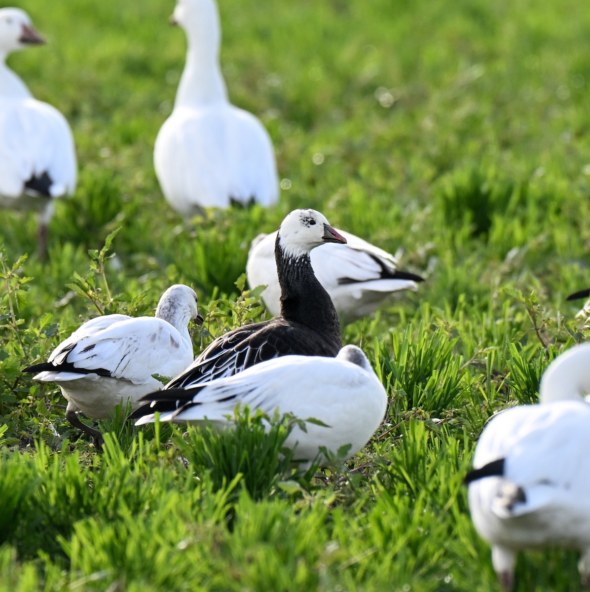 Ross's Goose - ML646499321