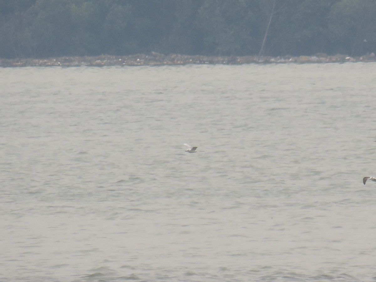 Белощёкая крачка - ML646499322