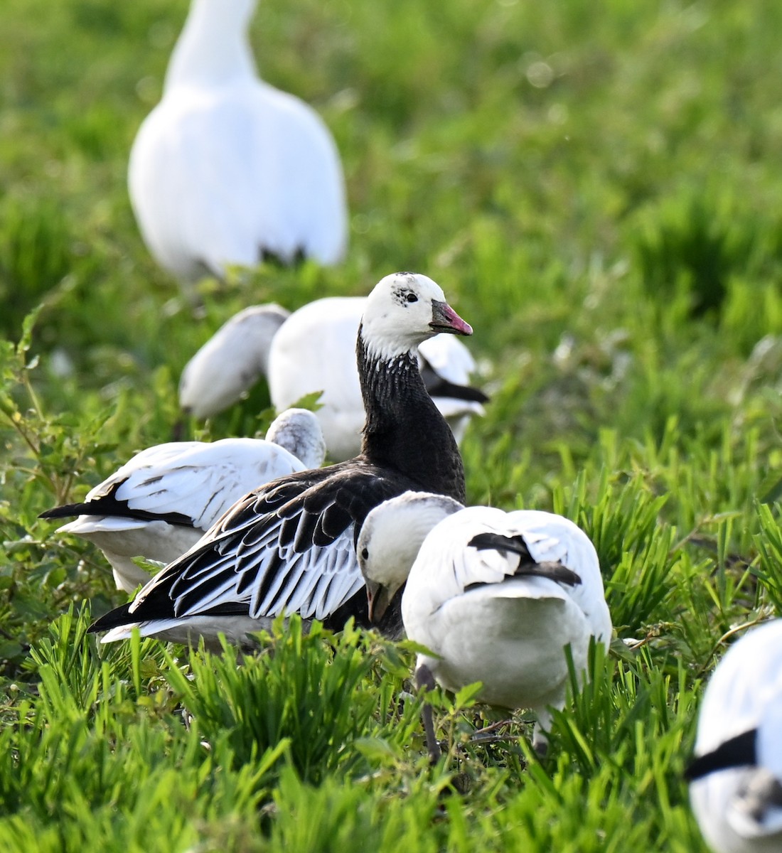 Ross's Goose - ML646499329