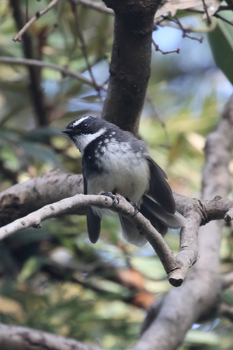 Белогорлая веерохвостка - ML646499330