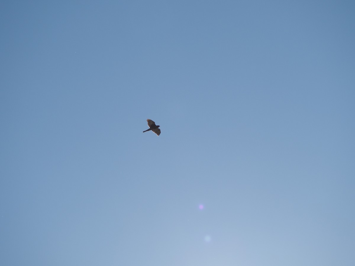 Eurasian Goshawk - ML646499340