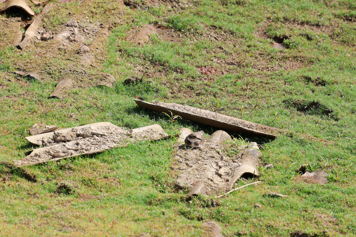 Шөвгөр хиазат - ML646499360