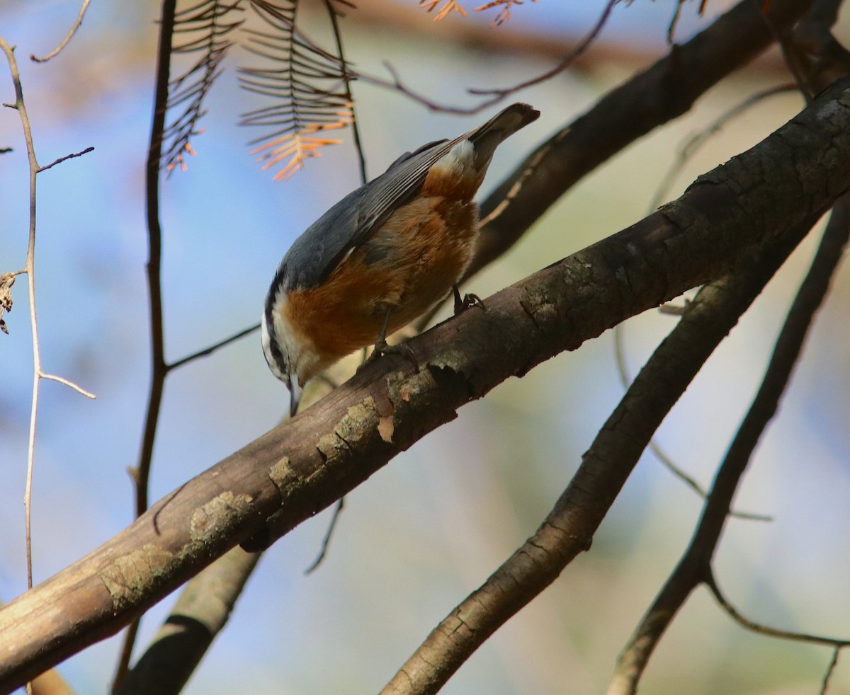 brhlík americký - ML646499363