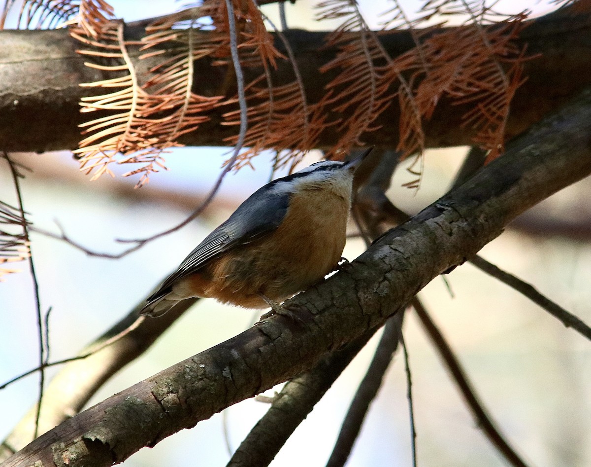 brhlík americký - ML646499364