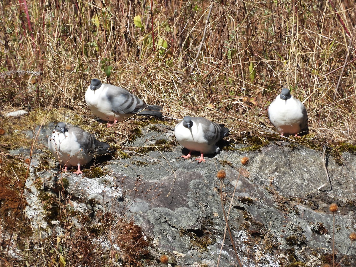 Paloma Nival - ML646499365