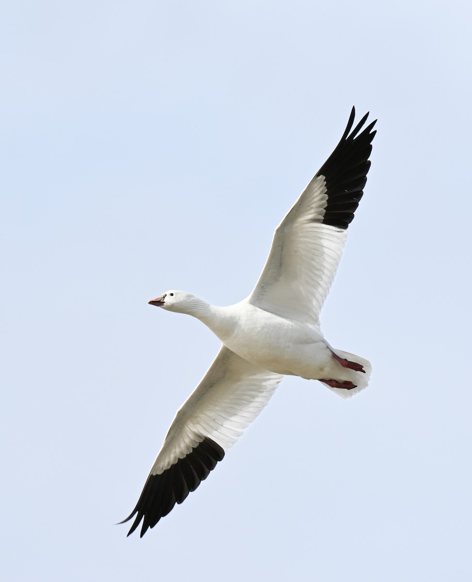 Ross's Goose - ML646499366