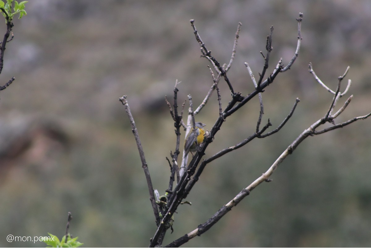 Peru And İspinozu - ML646499367