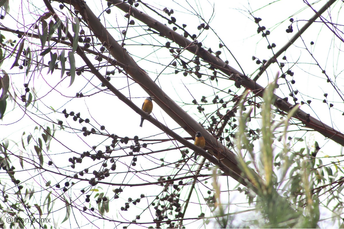 Peru And İspinozu - ML646499368