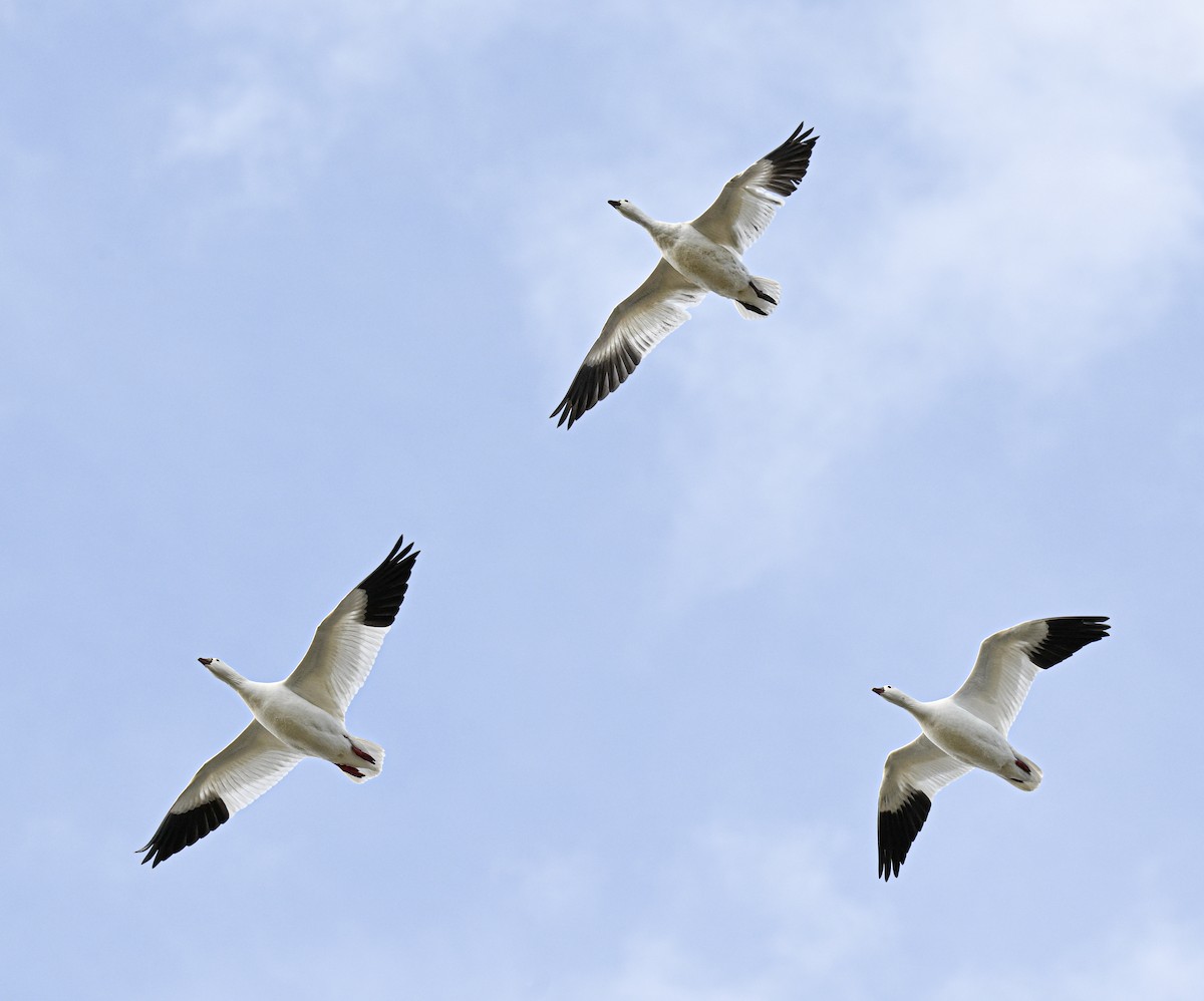 Ross's Goose - ML646499371