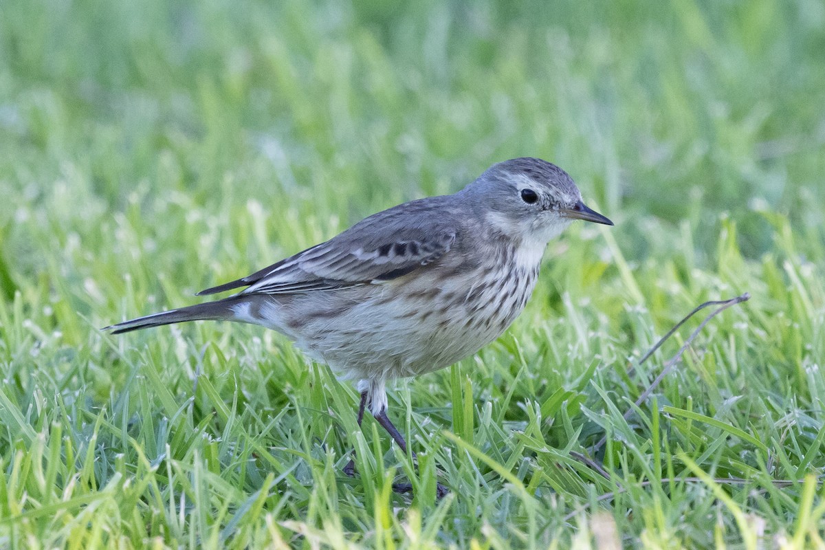 Txirta amerikarra - ML646499372