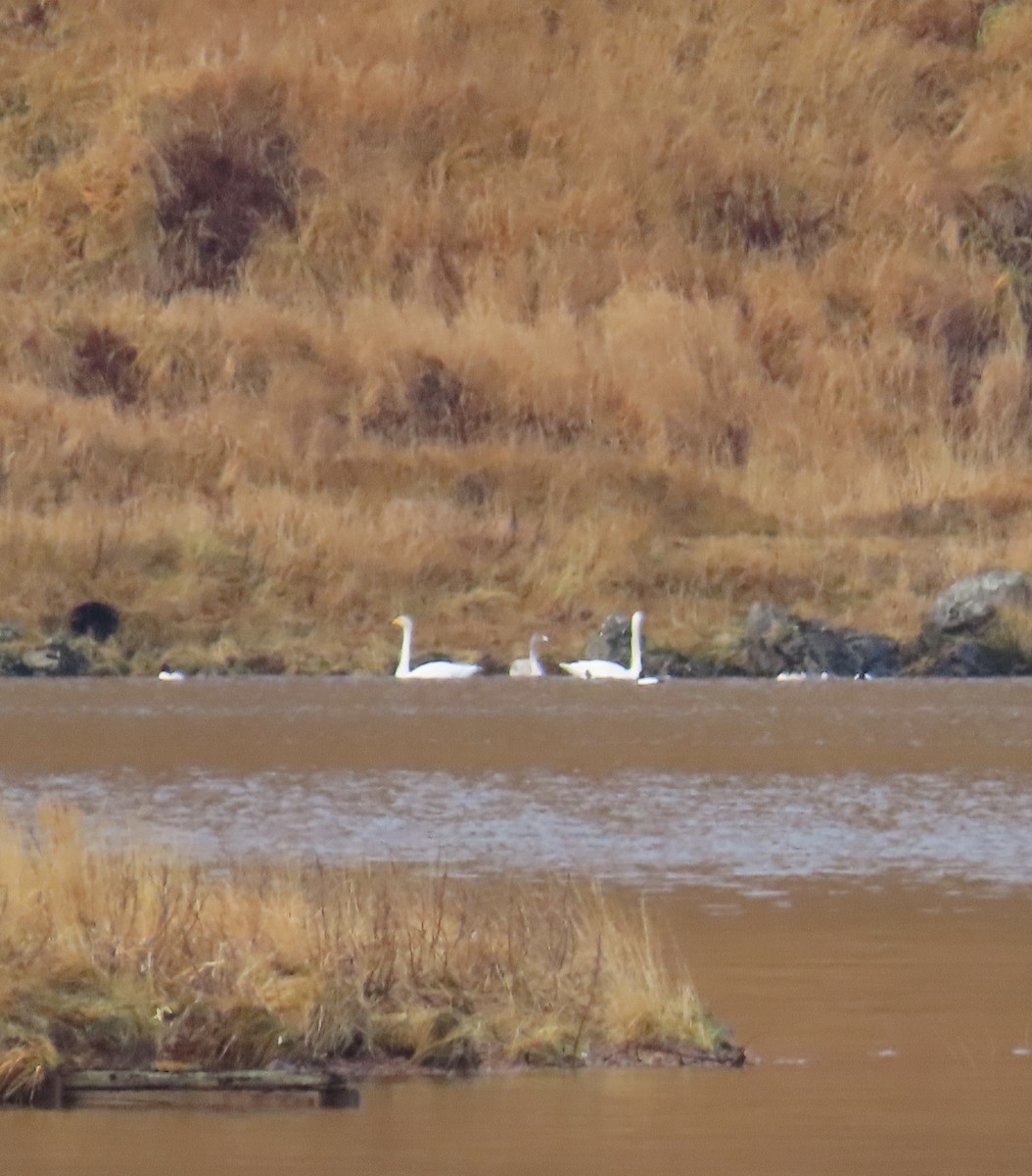 Whooper Swan - ML646499373