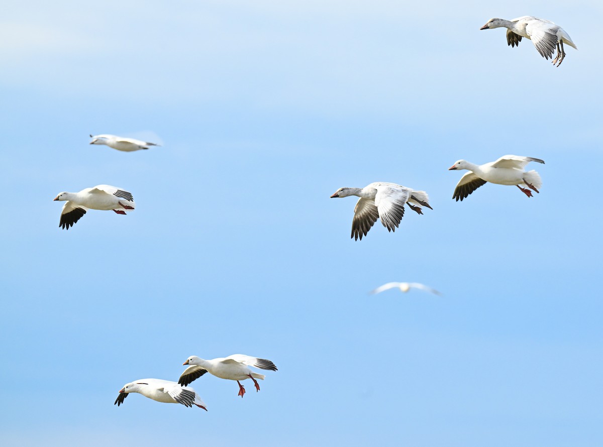 Ross's Goose - ML646499374