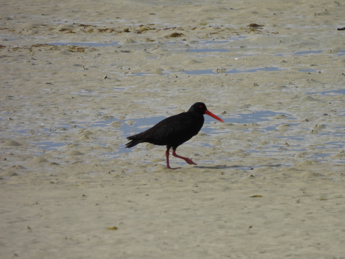 ústřičník australský - ML646499375