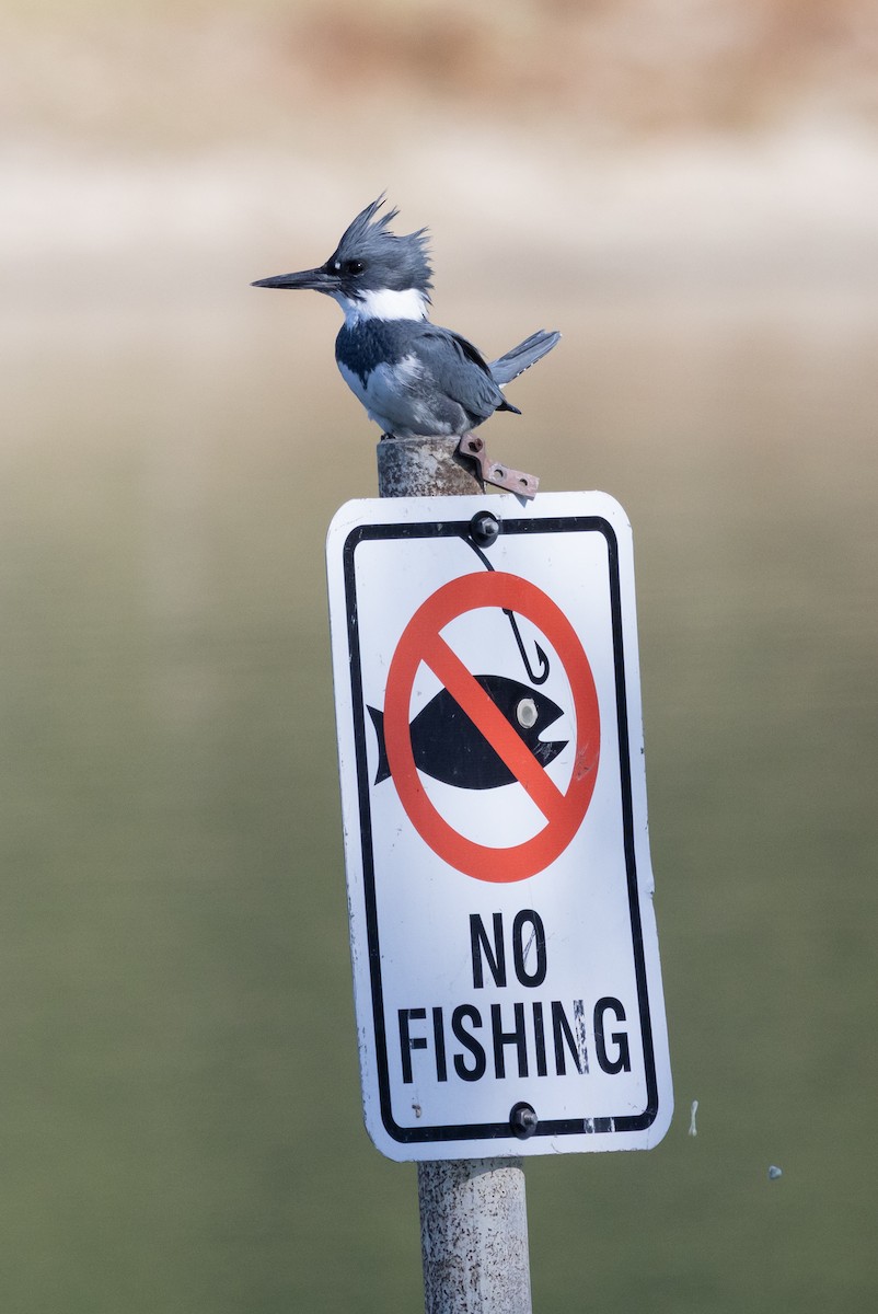 Martin handi iparramerikarra - ML646499378