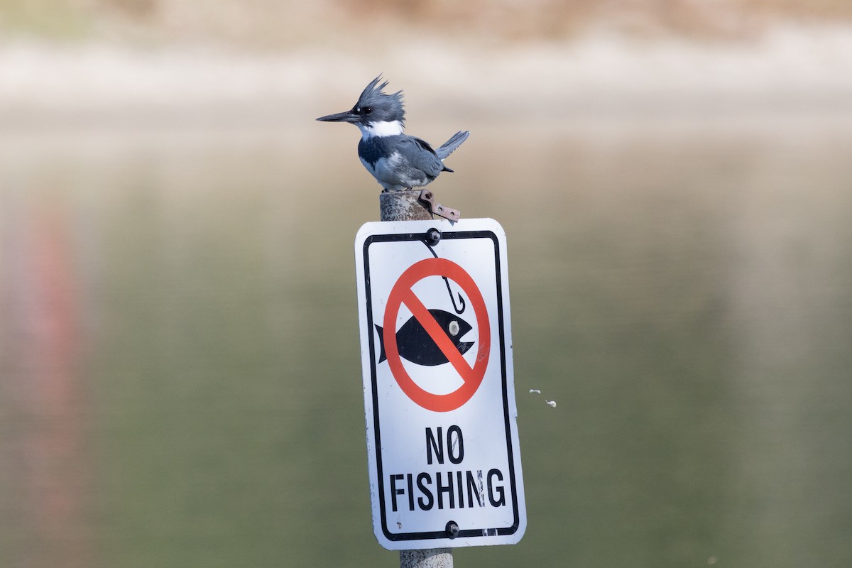 Martin handi iparramerikarra - ML646499379