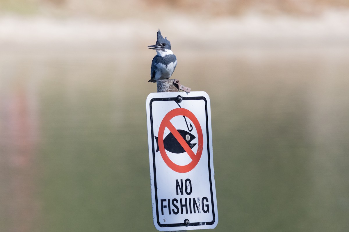 Martin handi iparramerikarra - ML646499380