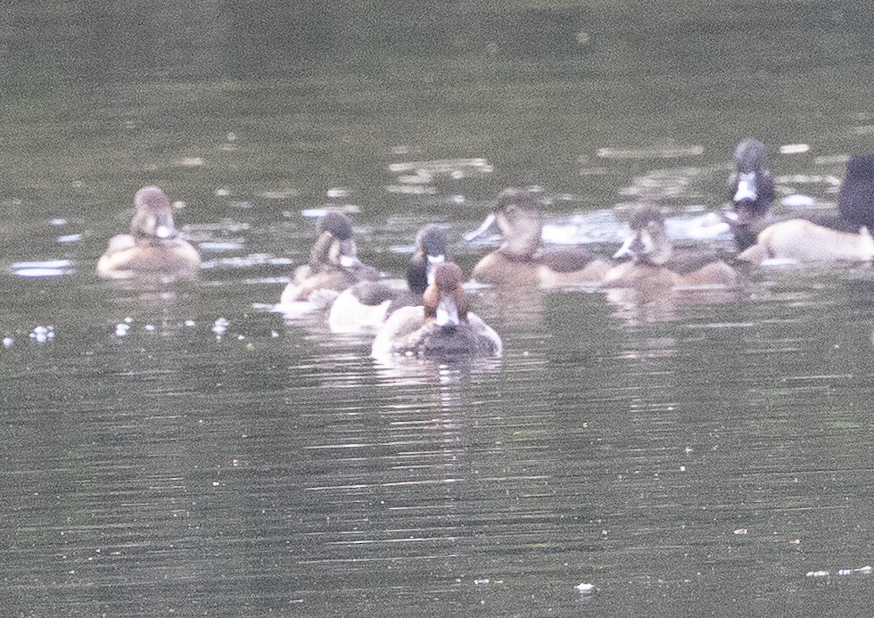 Redhead - ML646499381