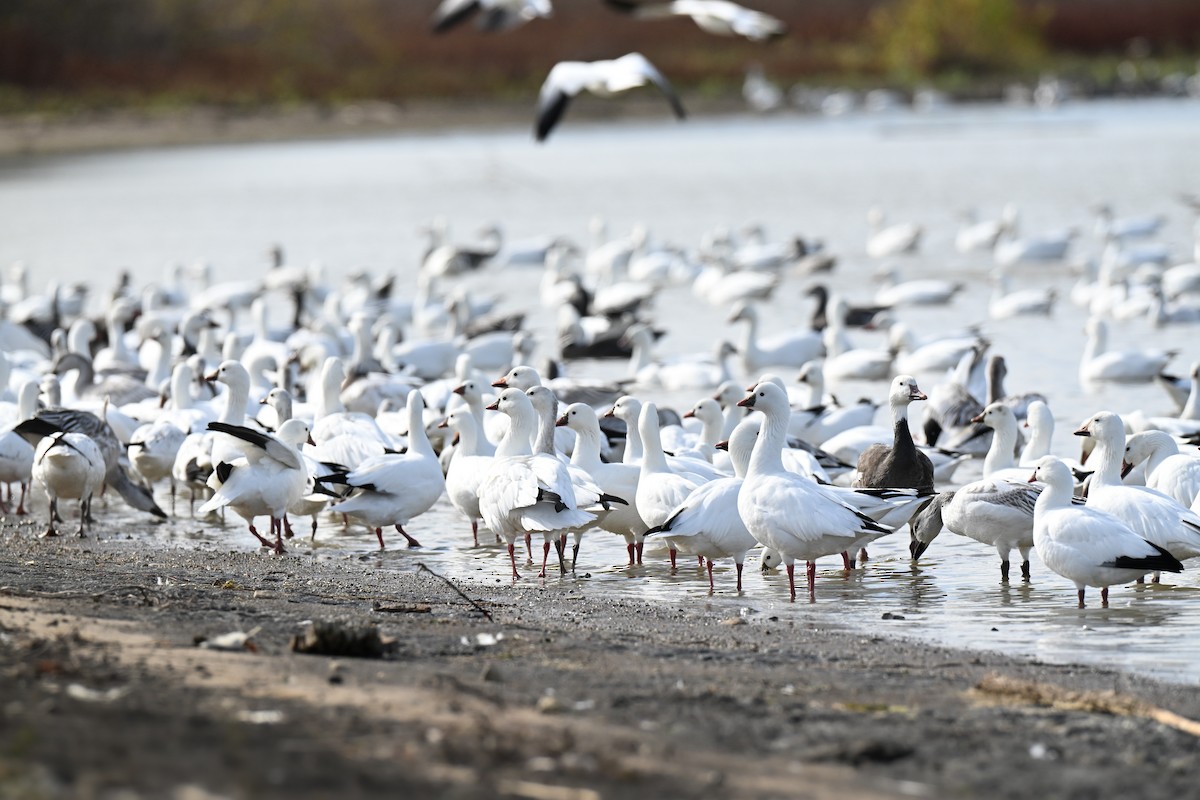 Ross's Goose - ML646499384
