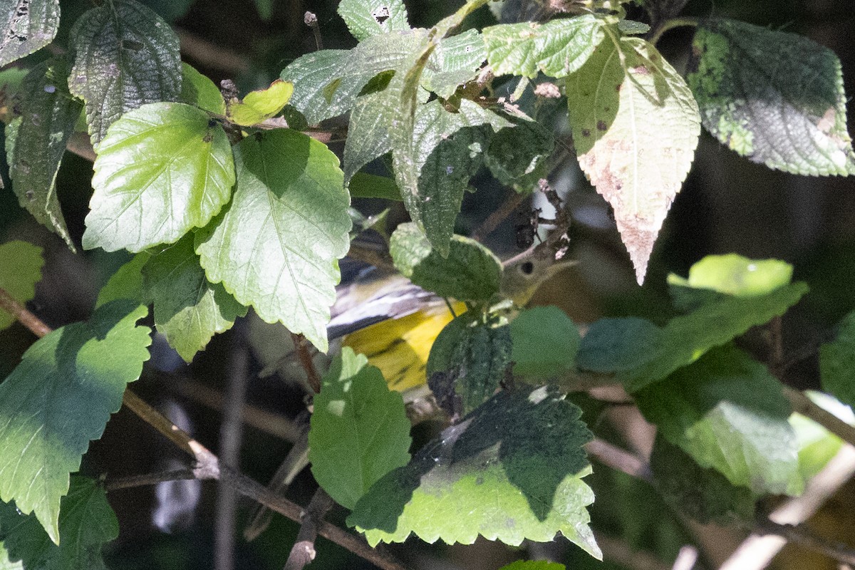 Magnolia Warbler - ML646499385