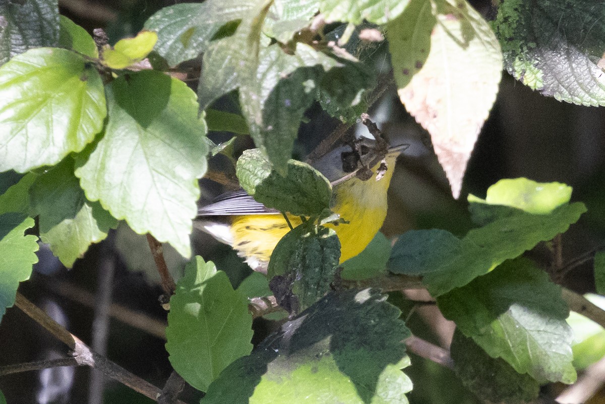 Magnolia Warbler - ML646499393