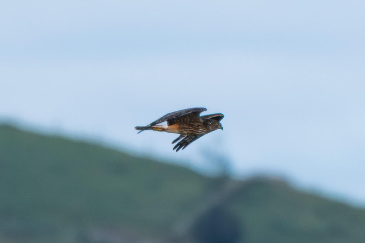 Swamp Harrier - ML646499397