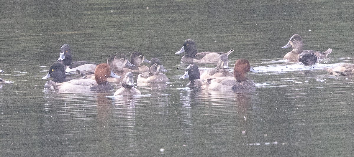 Redhead - ML646499398