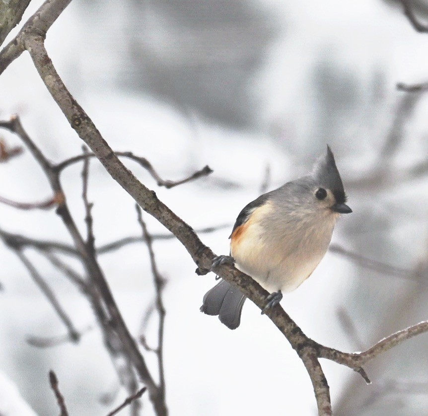 Tufted Titmouse - ML646499399