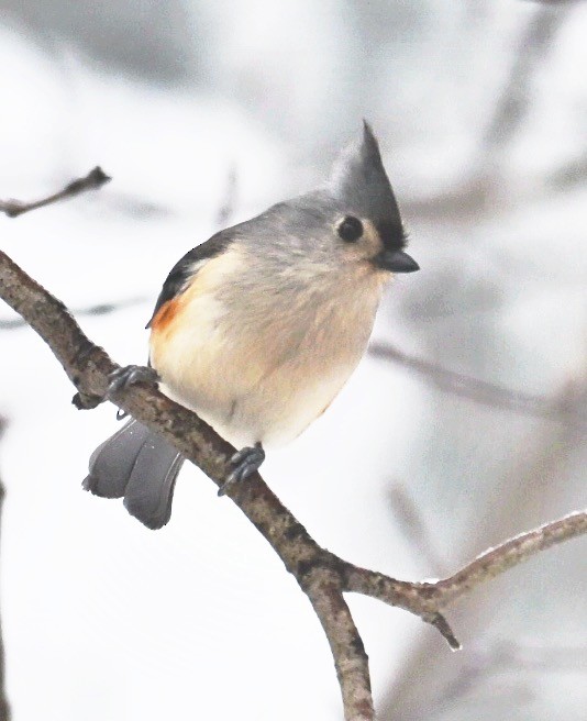 Tufted Titmouse - ML646499400
