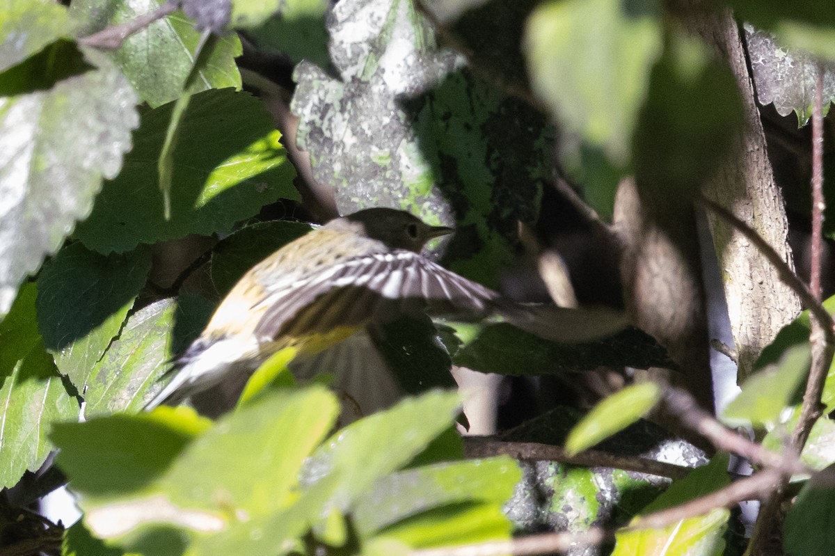 Magnolia Warbler - ML646499402