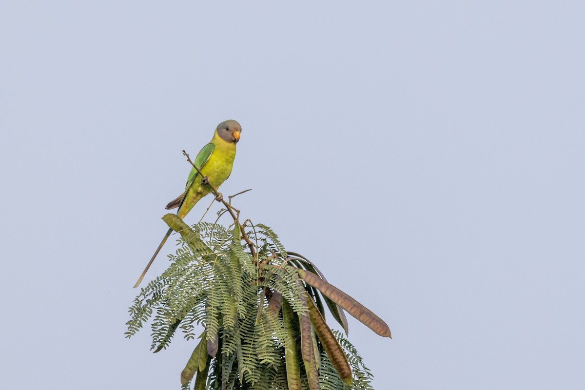 Plum-headed Parakeet - ML646499404