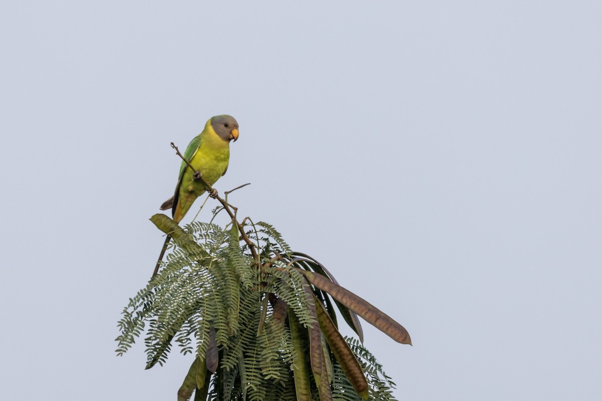 Plum-headed Parakeet - ML646499405