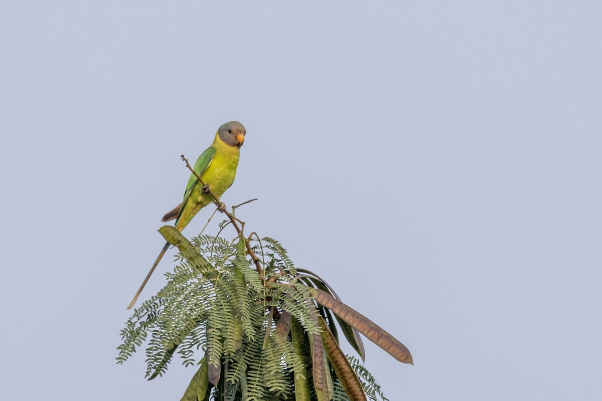 Plum-headed Parakeet - ML646499406