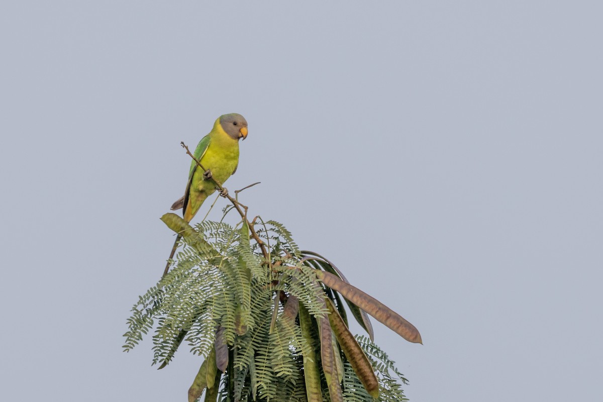 Plum-headed Parakeet - ML646499407