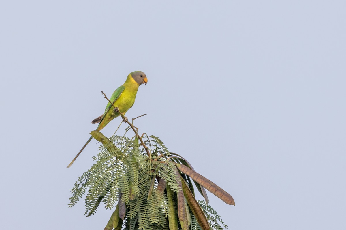 Plum-headed Parakeet - ML646499408