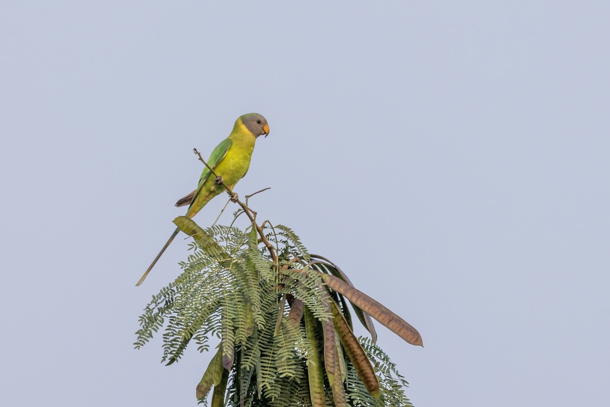 Plum-headed Parakeet - ML646499409