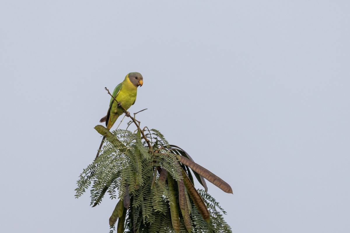 Plum-headed Parakeet - ML646499410