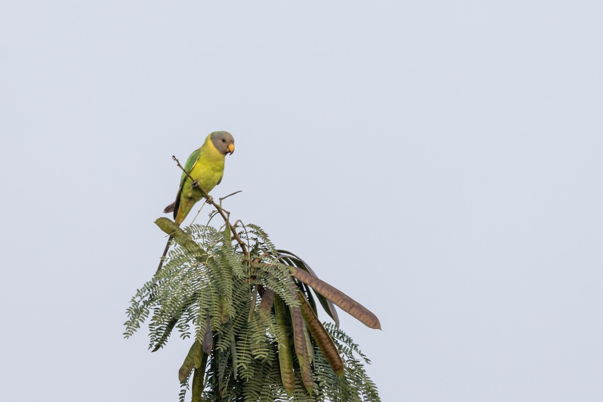 Plum-headed Parakeet - ML646499411