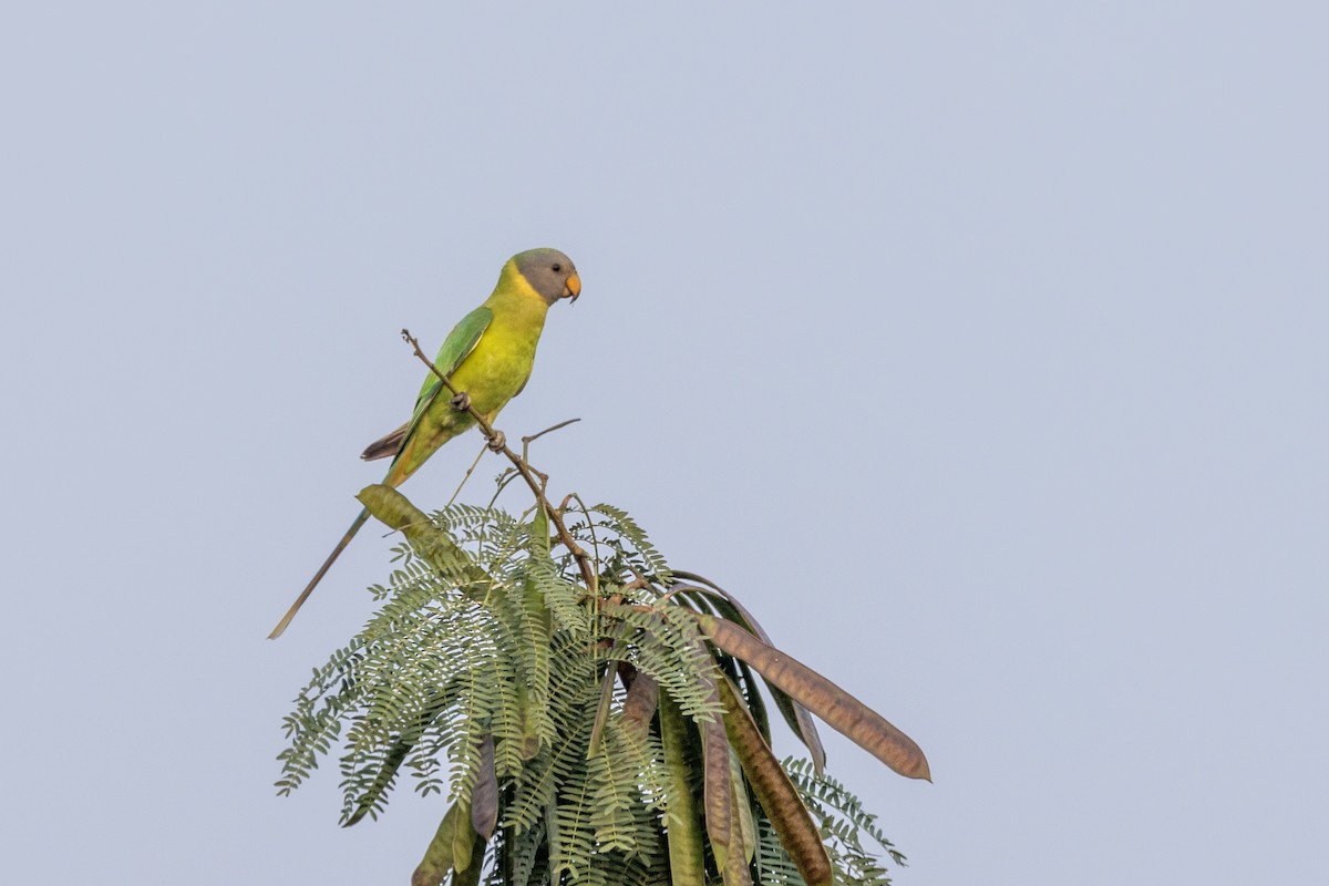 Plum-headed Parakeet - ML646499413