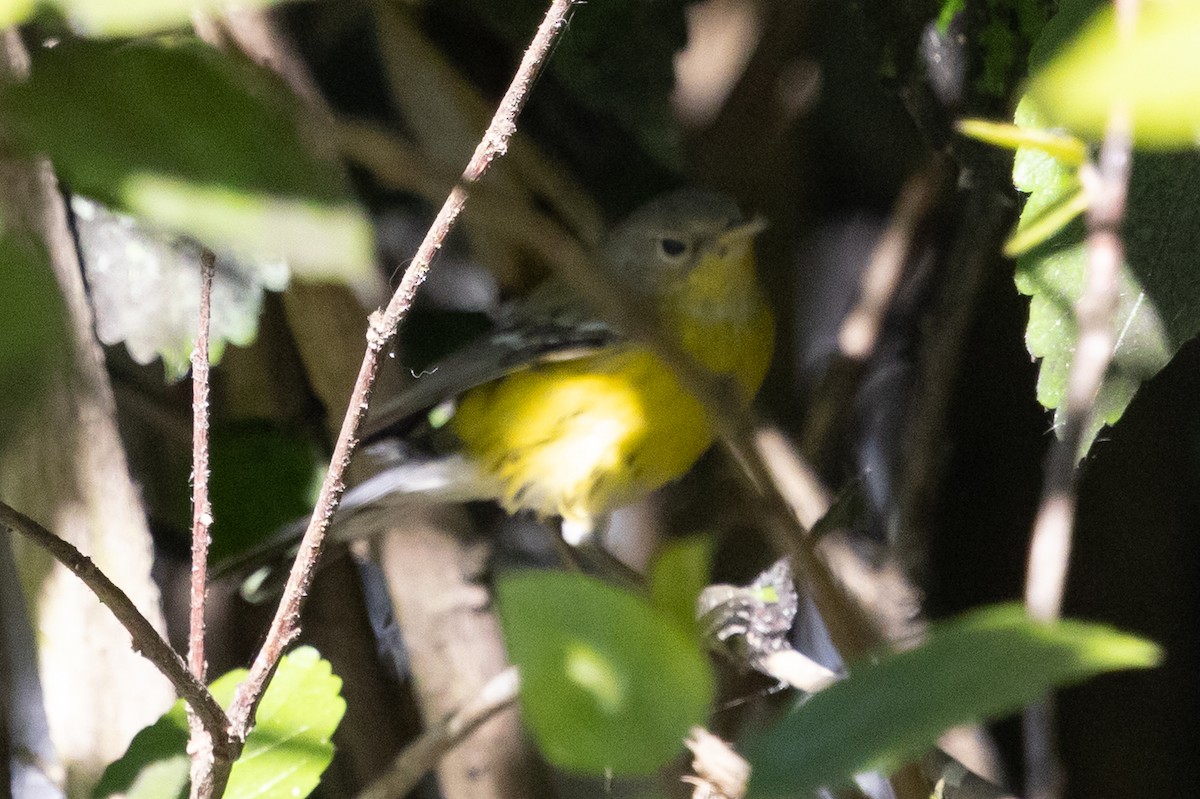 Magnolia Warbler - ML646499415