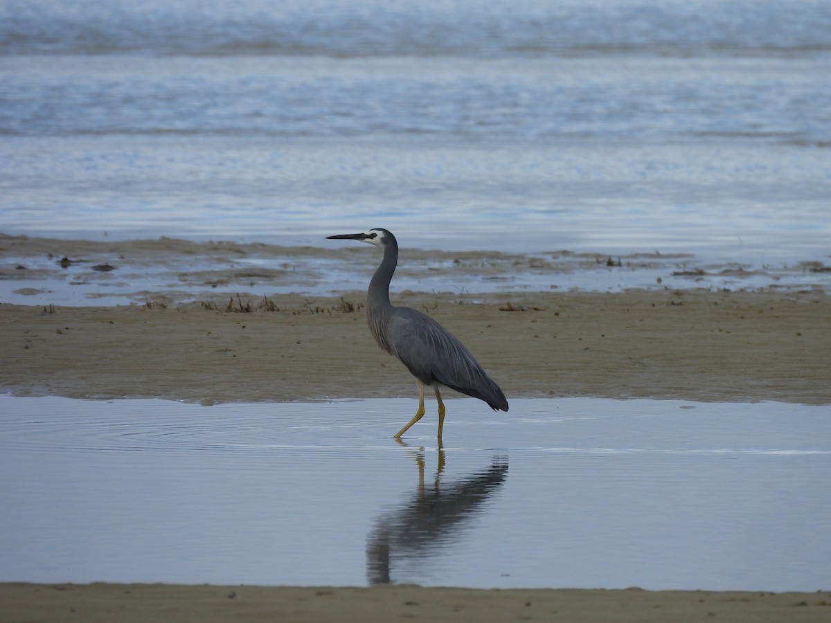 volavka bělolící - ML646499416