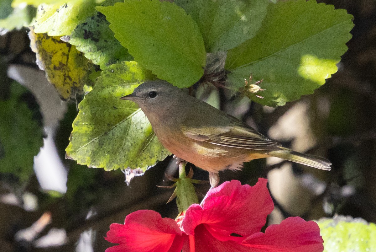 Orange-crowned Warbler (Gray-headed) - ML646499432